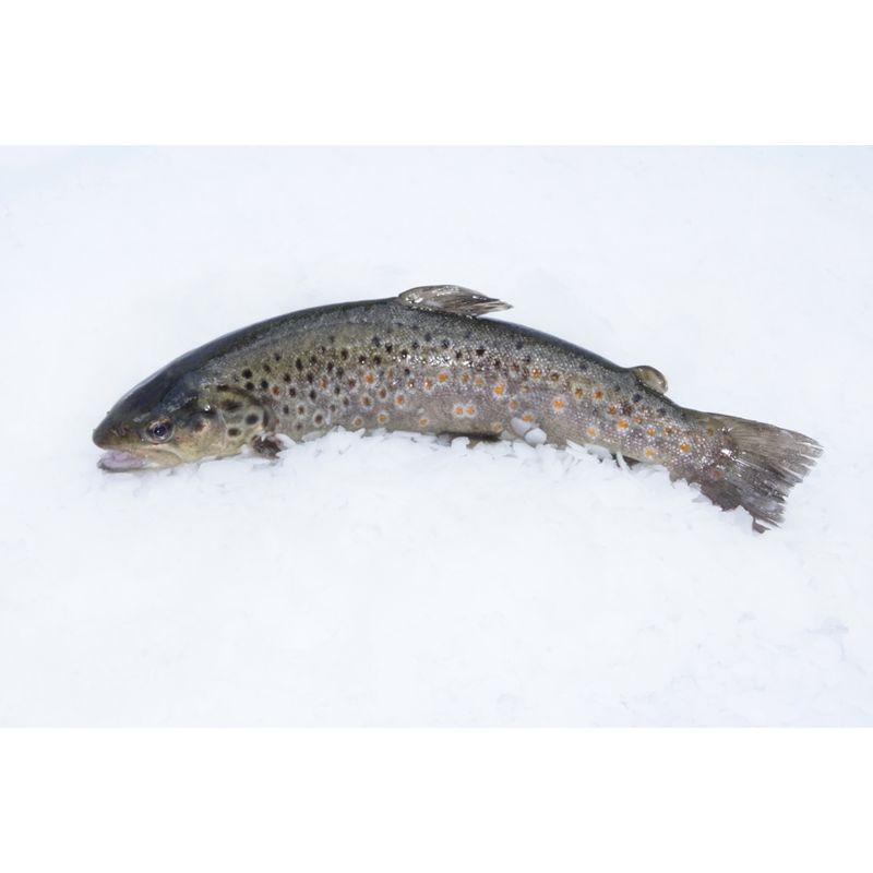 Biofisch  Bachforelle, Filet frisch (salmo trutta) - Produktbild
