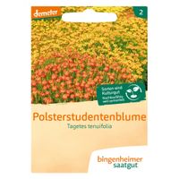 Polsterstudentenblume Farbmischung - Produktbild