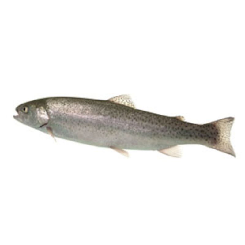 Biofisch  Regenbogenforelle, ganz, küchenfertig (salmo trutta) - Produktbild