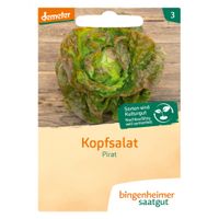 Kopfsalat Pirat - Produktbild