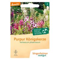 Purpur Königskerze - Produktbild