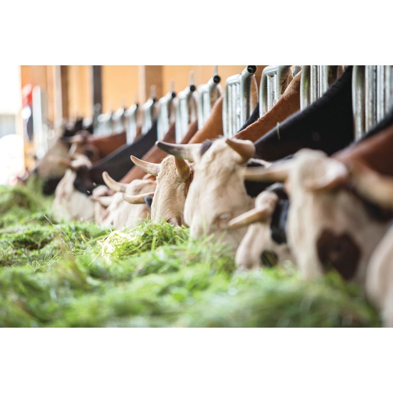 Schrozberger Milchbauern Dem. ABC Jogh. Drink 1,5% 230 ml - Produktbild