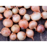 Steckzwiebeln Stuttgarter Riesen - Produktbild