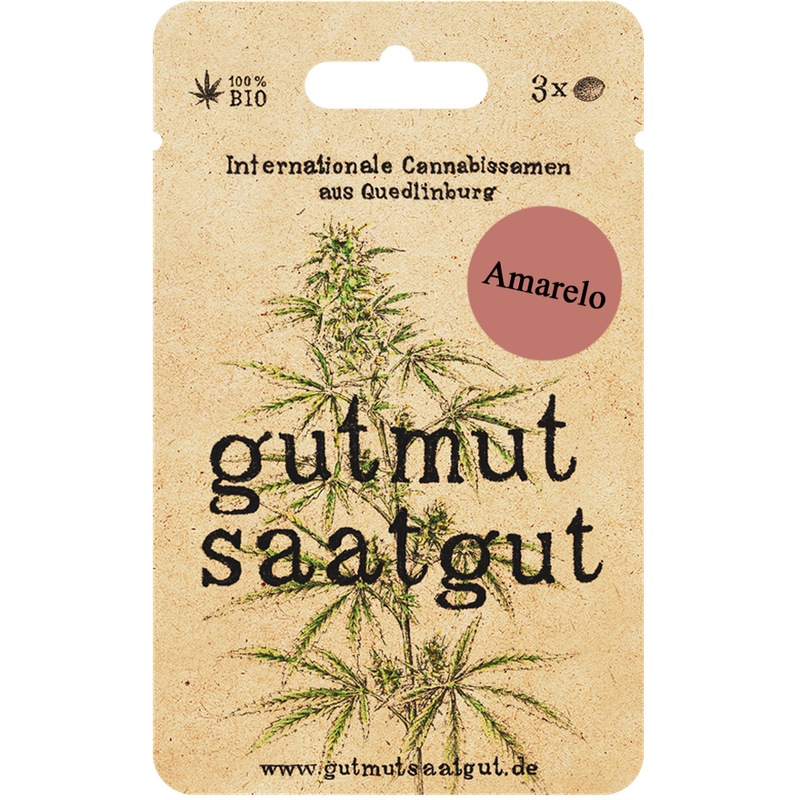gutmut saatgut Cannabissamen (3Stk) - Amarelo: Amarelo besticht durch exotische Fruchtaromen und ausgewogene Effekte. Dieser Sativa-Hybrid eignet sich für gesellige Anlässe und kreative Projekte, dank ihrer erfrischenden und entspannenden Wirkung. - Produktbild