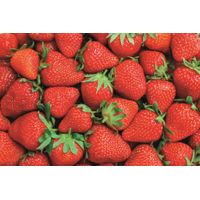 GV Erdbeeren, 22-26 mm, EU-Bio  - Produktbild