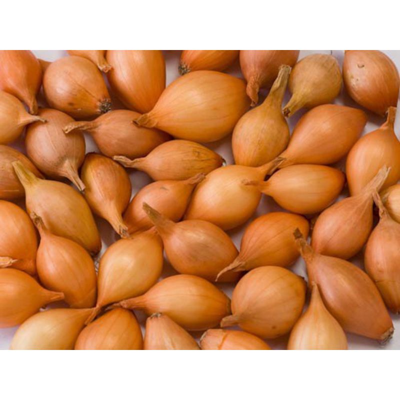 Bingenheimer Saatgut Sturon - Steckzwiebeln (Pflanzgut) - Produktbild