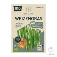 Weizengras - BIO Microgreens/Sprossen Samen - Produktbild