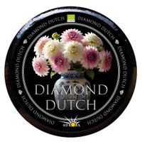 Aurora Gold Diamond Dutch - Produktbild