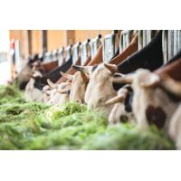 Joghurt mild  Matcha Latte 500g - Produktbild