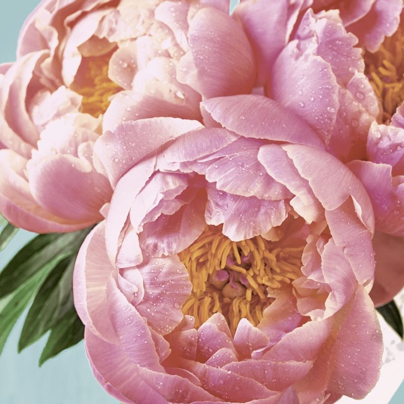 Paper + Design Motivserviette 3-lagig 33x33 cm "Pink Peony" - Produktbild