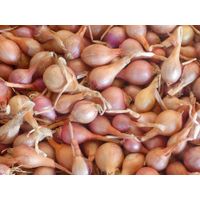 Steckzwiebeln Rose de Keruel - Produktbild