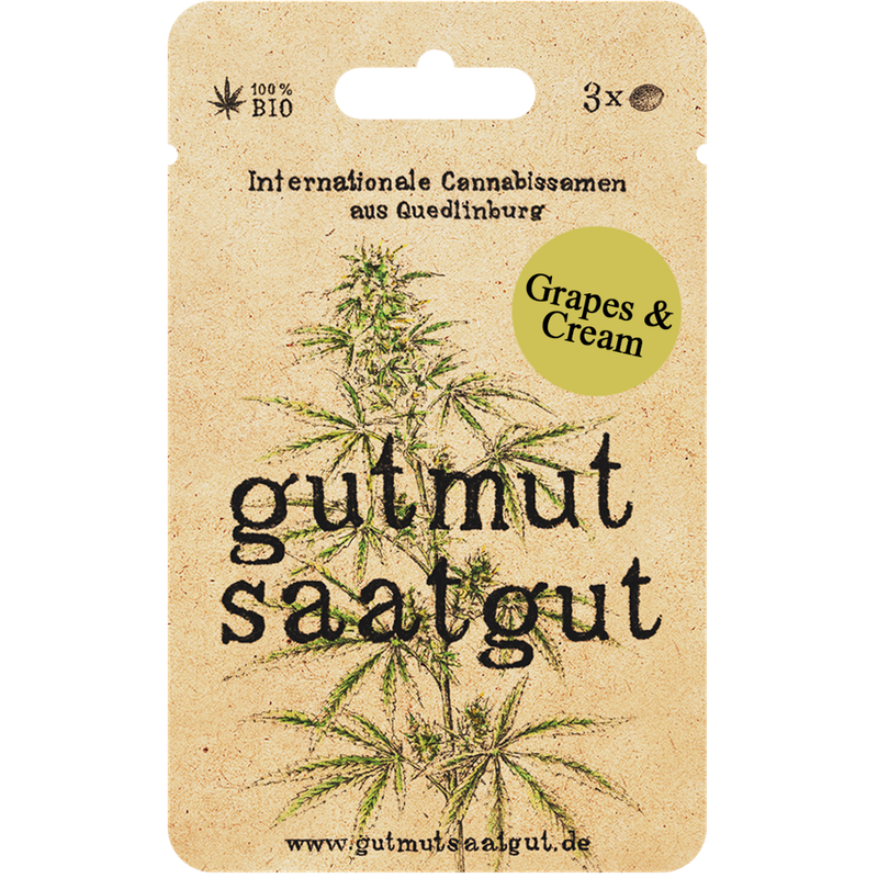 gutmut saatgut Cannabissamen (3Stk) - Grapes & Cream. Fruchtig-süße Indica-dominante Sorte mit Noten von Trauben und Sahne. Ausgewogene Wirkung, entspannend und euphorisierend. - Produktbild