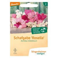 Schafgarbe Rosella - Produktbild