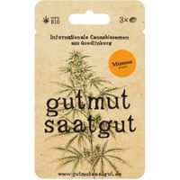 Cannabissamen (3Stk) - Mimosa (Fast) - Produktbild